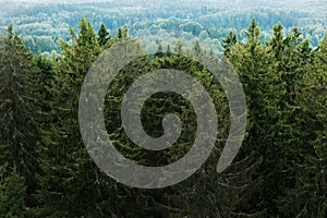 Aerial view of the forest - spruce trees from the top.