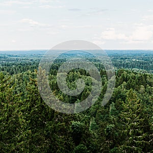 Aerial view of the forest - spruce trees from the top.