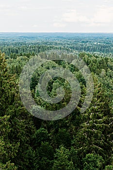 Aerial view of the forest - spruce trees from the top.