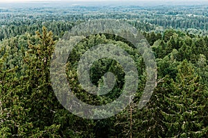 Aerial view of the forest - spruce trees from the top.