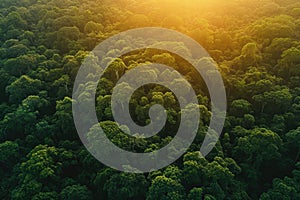 Aerial View of a Forest at Sunset With Majestic Sunrays Peeking Through the Trees, A sunset view of a dense forest from above, AI