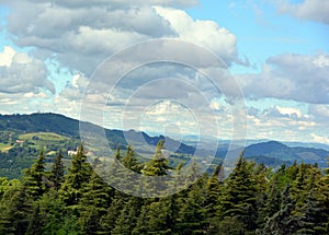 Aerial view of forest surrounding the Sanctuary of the Madonna di San Luca