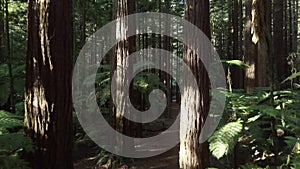 Aerial view of a forest with tall trees on a sunny day while a girl is walking, New Zealand