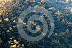 Aerial view of the forest, Texture of forest in an aerial view, Thailan