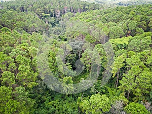 Aerial view forest tree environment forest nature background, Texture of green tree top view forest from above landscape bird eye