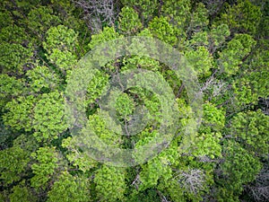 Aerial view forest tree environment forest nature background, Texture of green tree top view forest from above landscape bird eye