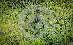 Aerial view forest tree environment nature background, waterfall on green forest top view  water stream from the hill from above,