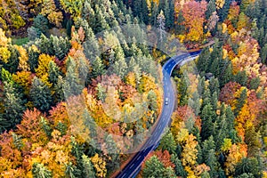Aerial view of forest and trees in autumn and a car on a lonely country road