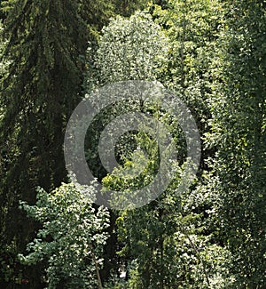 Aerial View of Forest Trees in Summer