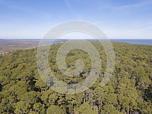 Aerial view of forest treetops along the Atlantic coast of South Carolina, USA near Beaufort