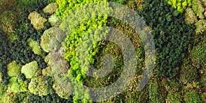 Aerial view of forest vegetation model | background texture