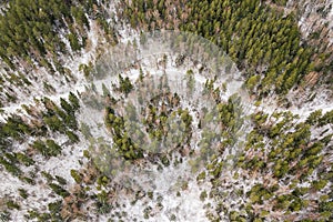 Aerial view of forest and winding road in Riezupe river nature park in winter day, Latvia