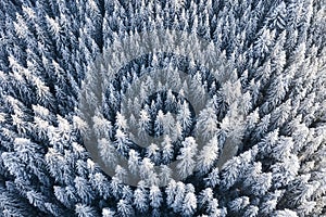 Aerial view on the forest at the winter time. Natural winter landscape from air. Forest under snow at the winter time.