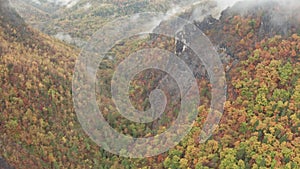 Aerial View of Forested Area with Fog