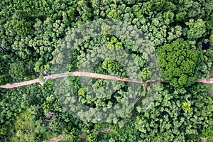 Aerial view of forestry green perennial tree in tropical rainforest. Carbon footprint and decarbonisation