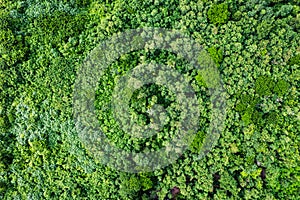 Aerial view of forestry green perennial tree in tropical rainforest. Carbon footprint and decarbonisation photo