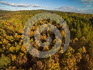 Aerial view of a forests