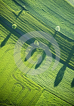 Aerial View : Four trees and shadows in a field