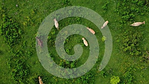 Aerial view of free grazing cows on a natural pastureland in a Europe.Top view of a large herd Dairy farm.