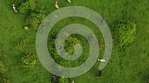 Aerial view of free grazing cows on a natural pastureland in a Europe.Top view of a large herd Dairy farm