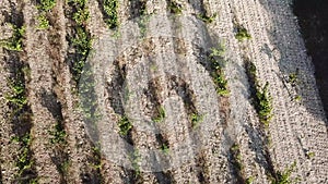 Aerial view of french vineyard in Aude, france