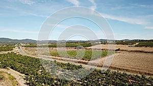 Aerial view of french vineyard in Herault, France