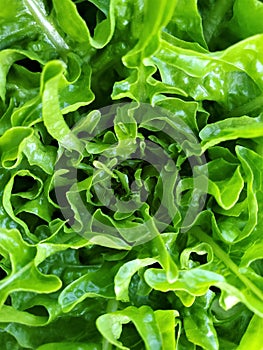 Aerial view of frilly lettuce leaves in radial pattern
