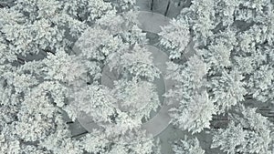 Aerial view of a frozen forest with snow covered trees at winter. Flight above winter forest , top view.