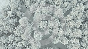 Aerial view of frozen forest with snow covered trees at winter. Flight above winter forest , top view.