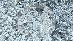 Aerial view of a frozen forest with snow covered trees at winter. Flight above winter forest , top view.