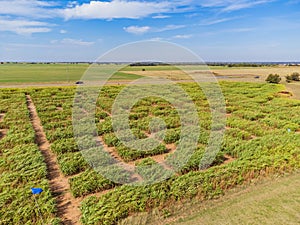 Aerial view of the fun Daze in a Maze