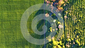 Aerial view at the garden and field. Agricultural landscape from air. Field and garden. Farm at summer time. Drone photography.