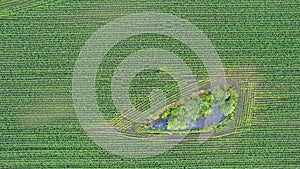 Aerial view geometric corn farming fields, showing a green meadow and plowed fields, captured with a drone