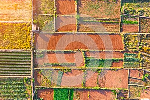 Aerial view geometric shapes of agricultural parcels of different crops in green, brown, orange colors