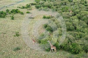 Aerial view of giraffes scattered on the plains and in the trees of the Masaai Mara Reserve Kenya Africa