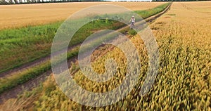 Aerial view of a girl riding a bicycle along a wheat field