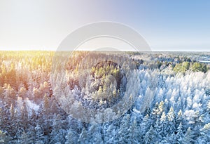 Aerial view of a gold sunset over winter snow covered forest. Drone view of a winter landscape. Christmas nature.