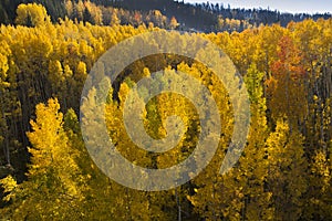 Aerial View of Golden Aspen Trees In Vail Colorado photo
