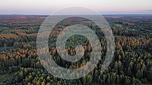 Aerial view of golden sunset falling on pine tree forest.  Lithuanian pine tree forest. photo