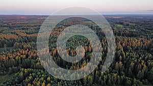 Aerial view of golden sunset falling on pine tree forest.  Lithuanian pine tree forest.