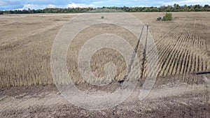 Aerial view of golden wheat field.