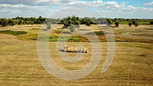 Aerial view of golden wheat field.