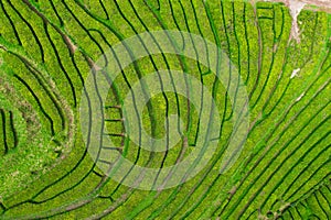 Aerial view of Gorreana, the oldest, and nowadays the only tea plantation in Europe, located in Sao Miguel island, Portugal