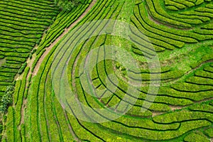 Aerial view of Gorreana, the oldest, and nowadays the only tea plantation in Europe, located in Sao Miguel island, Portugal