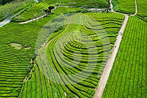 Aerial view of Gorreana, the oldest, and nowadays the only tea plantation in Europe, located in Sao Miguel island, Portugal