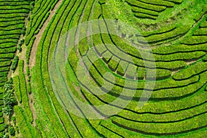 Aerial view of Gorreana, the oldest, and nowadays the only tea plantation in Europe, located in Sao Miguel island, Portugal