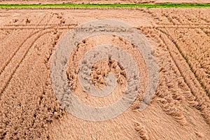 Aerial view of grain field marked by heavy rain with tractor tracks and green dirt road