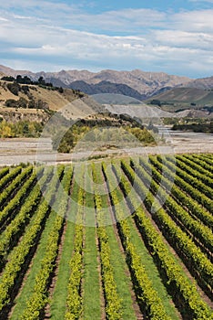 Aerial view of grapevine rows