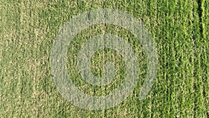 aerial view of grass texture above ground
