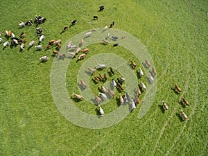 Aerial view of grazing cows in a herd on a green pasture in summer